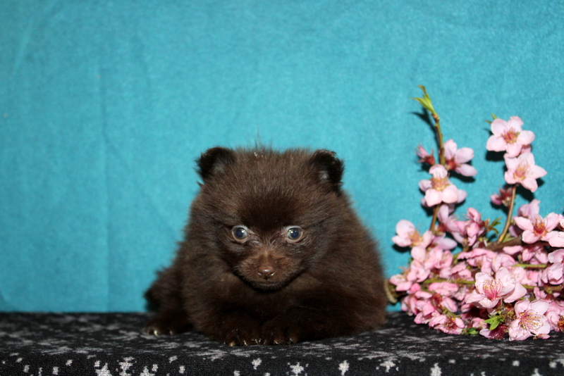 puppy, for, sale, Pomeranian , Matthew B. Stoltzfus, dog, breeder, Gap, PA, dog-breeder, puppy-for-sale, forsale, nearby, find, puppyfind, locator, puppylocator, aca